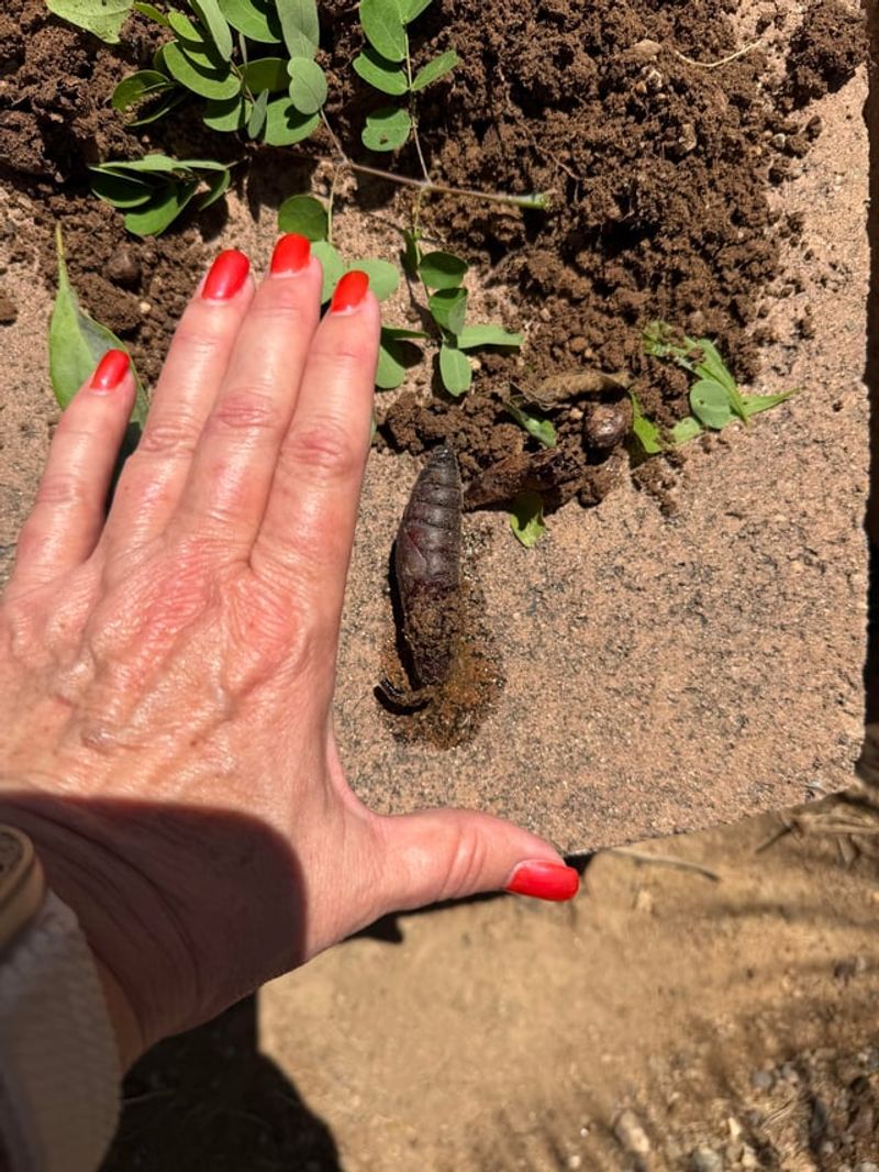 Why digging or watering exposed it Why digging or watering exposed it