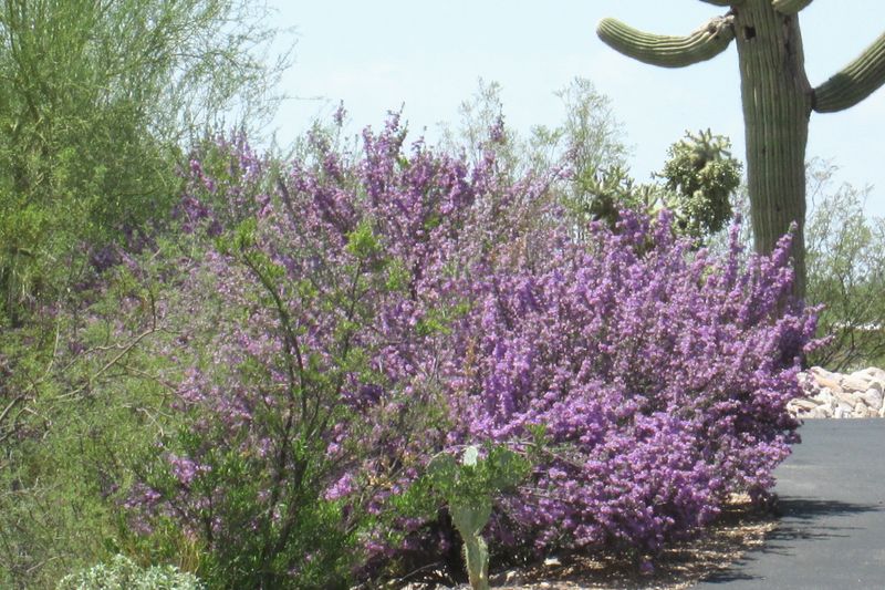 Why early October suits low-desert planting