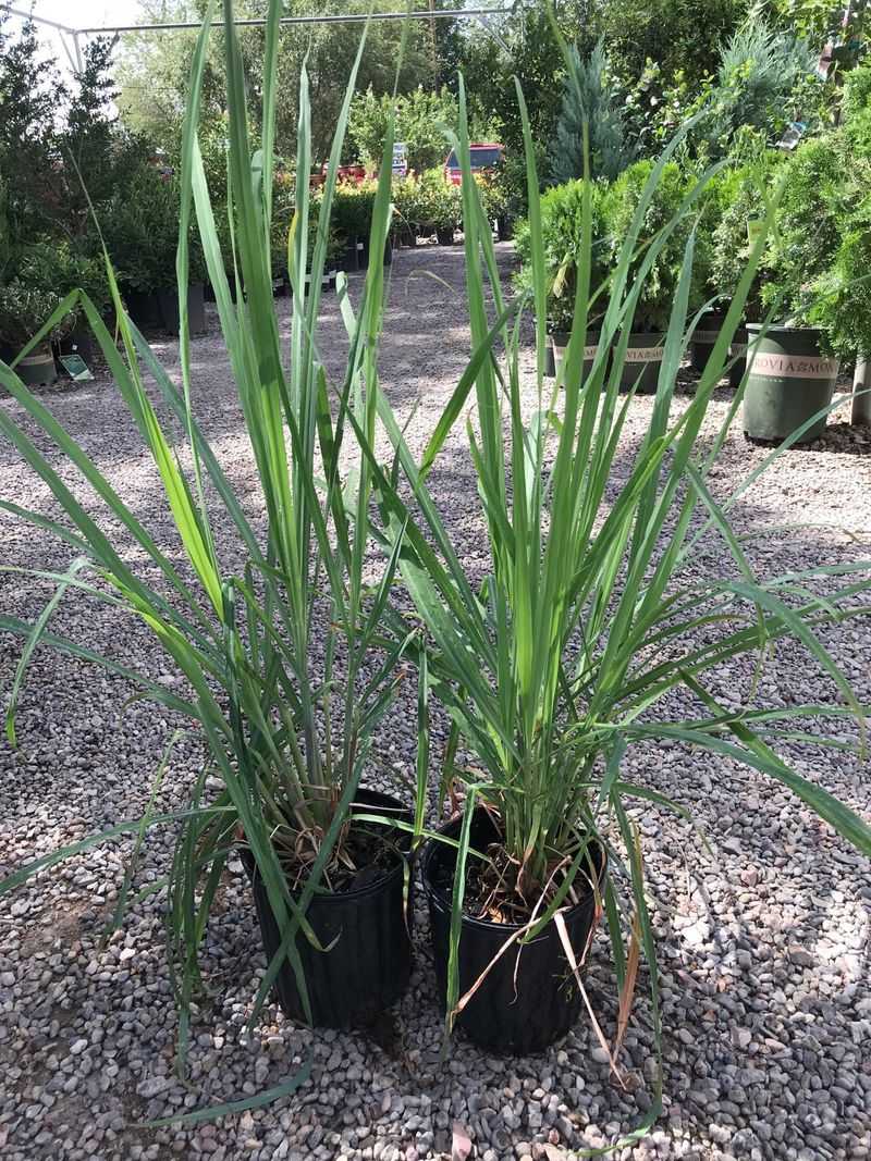Why “mosquito plants” disappoint in a landscape
