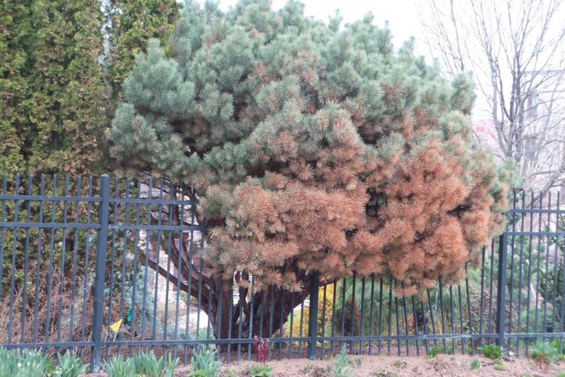 Why one side of a Wisconsin evergreen turns brown