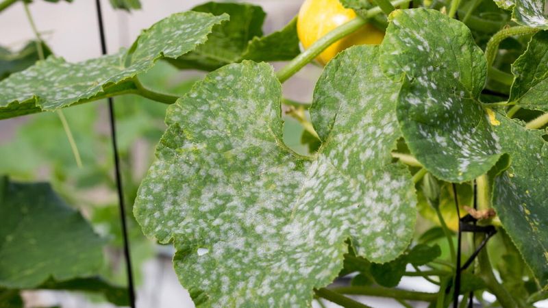 Why powdery mildew can return in Arizona