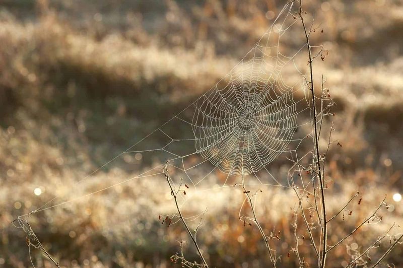 Why some webs stand out after summer