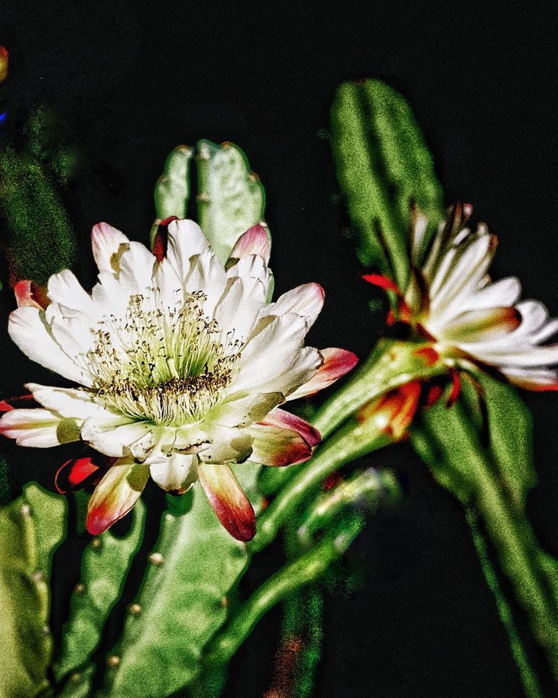 Why the flower commands attention after dark