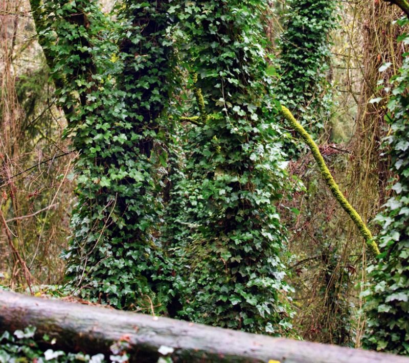 Why western Oregon is the wrong place to plant this ivy
