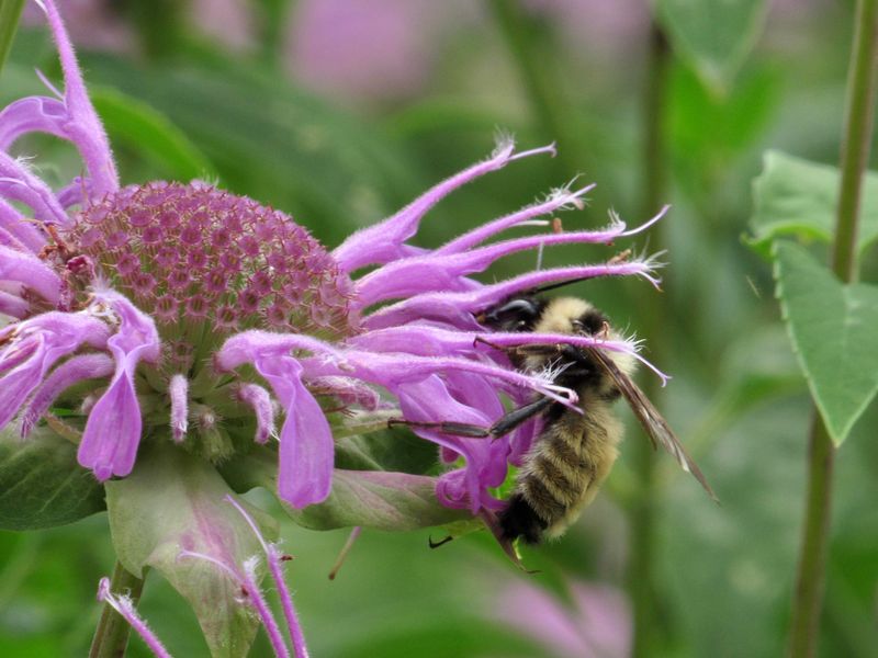 Wild Bergamot Wild Bergamot