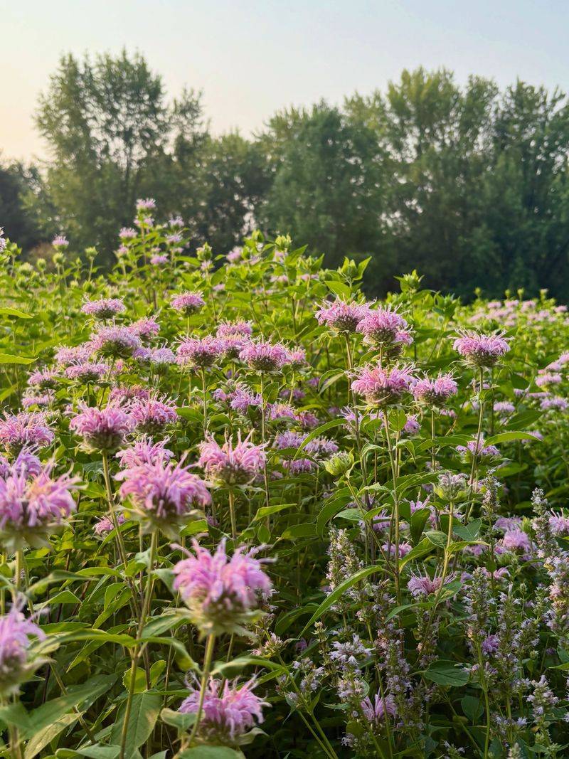 Wild Bergamot