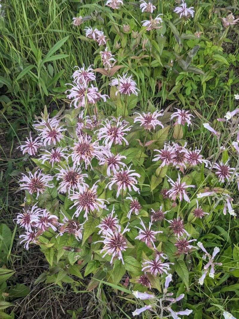 Wild Bergamot Wild Bergamot