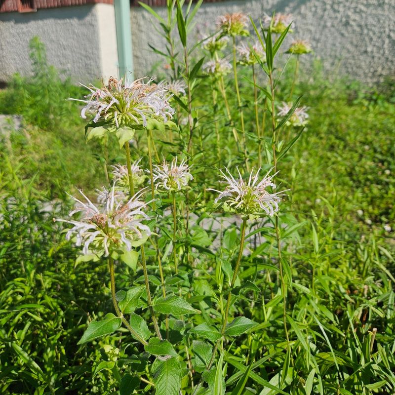 Wild Bergamot Seeds Hide In Its Dried Flower Heads Wild Bergamot Seeds Hide In Its Dried Flower Heads