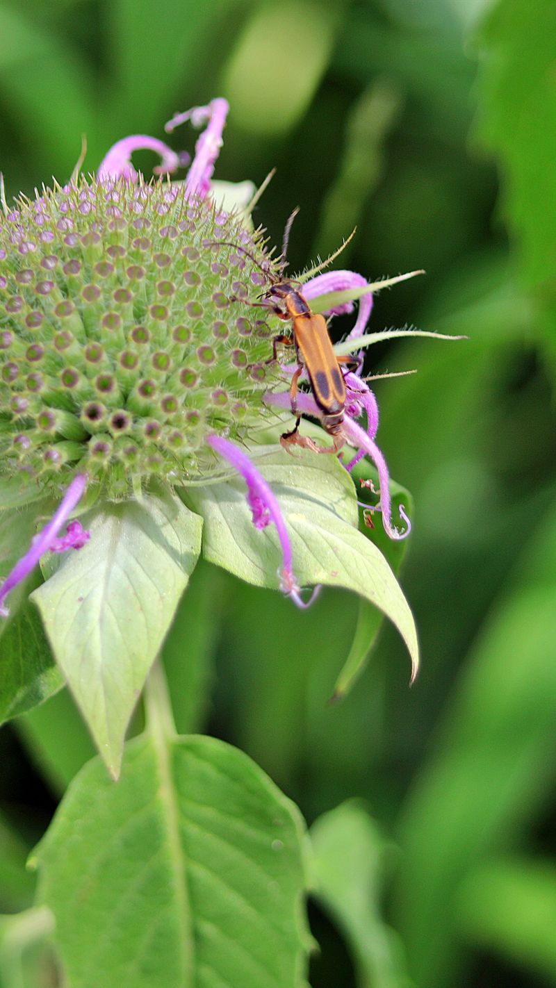 Wild Bergamot With Its Fragrant Seed Heads