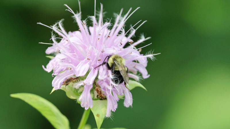Wild Bergamot