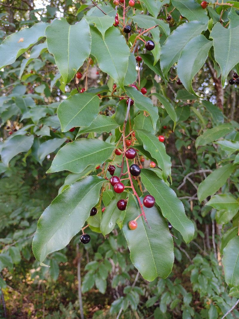 Wild Black Cherry Wild Black Cherry