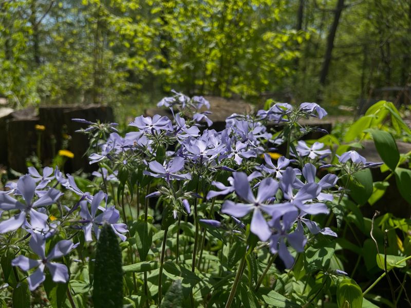 Wild Blue Phlox (Phlox Divaricata)
