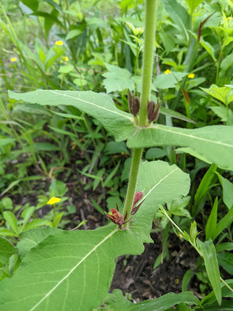 Wild Coffee Thrives In Shadier Spots