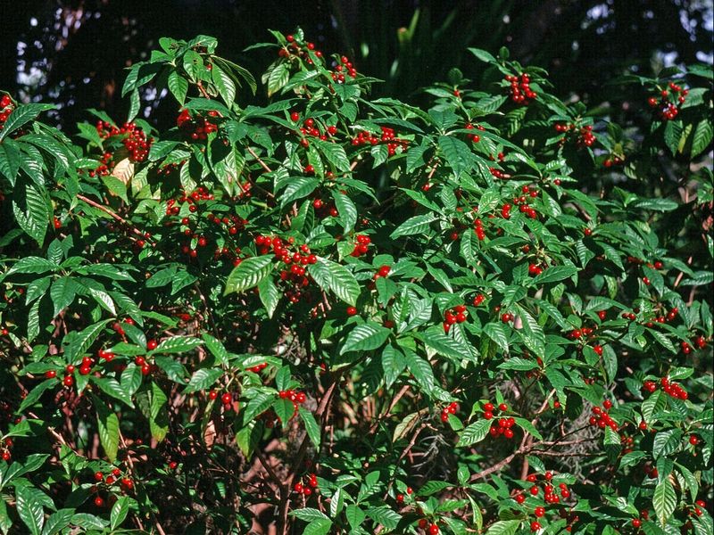 Wild Coffee
