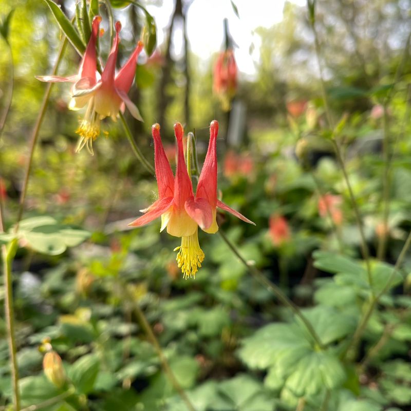 Wild Columbine (Aquilegia Canadensis) Wild Columbine (Aquilegia Canadensis)