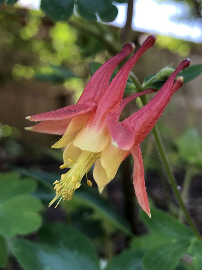 Wild Columbine For Red Blooms That Draw Hummingbirds Wild Columbine For Red Blooms That Draw Hummingbirds