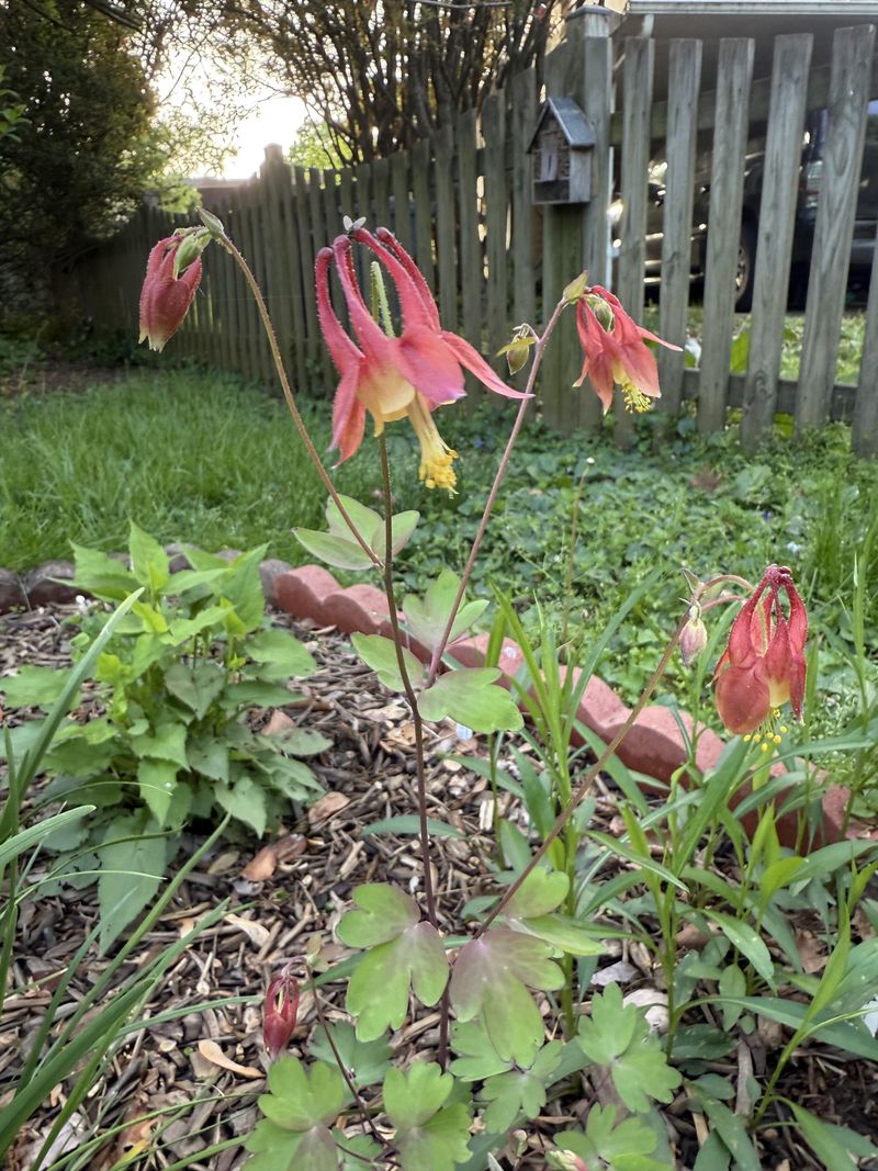 Wild Columbine Pops Up In Surprising Spots Wild Columbine Pops Up In Surprising Spots