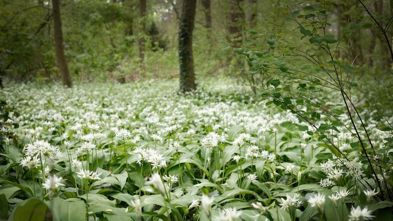 Wild Garlic Hides Its Bulbs Below The Surface
