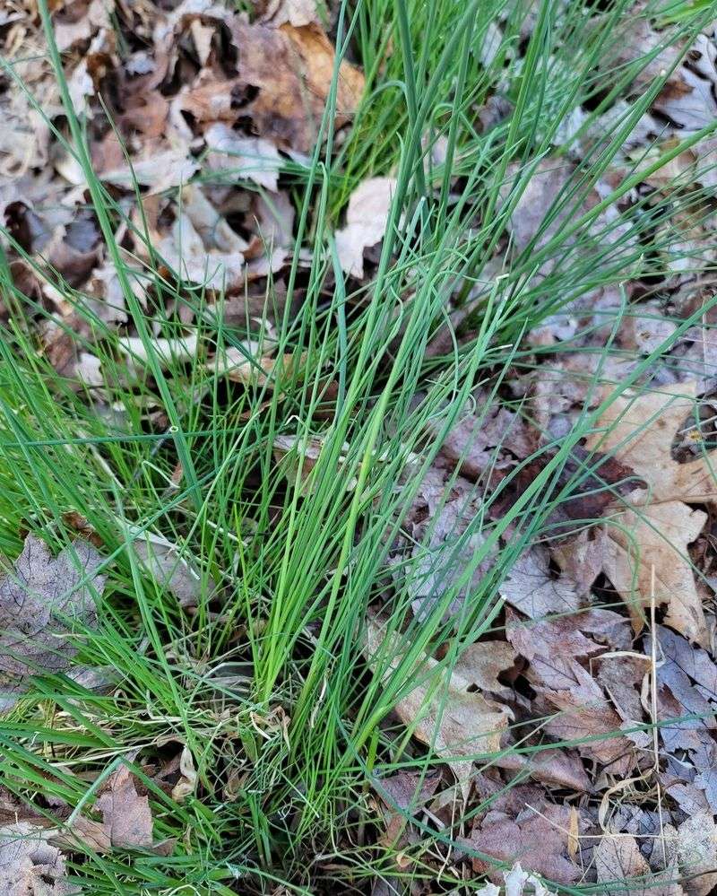 Wild Garlic