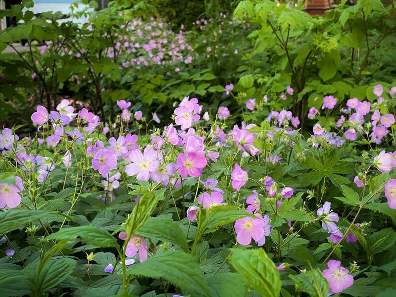 Wild Geranium (Geranium Maculatum)