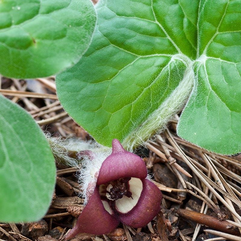 Wild Ginger (Asarum Canadense) Wild Ginger (Asarum Canadense)