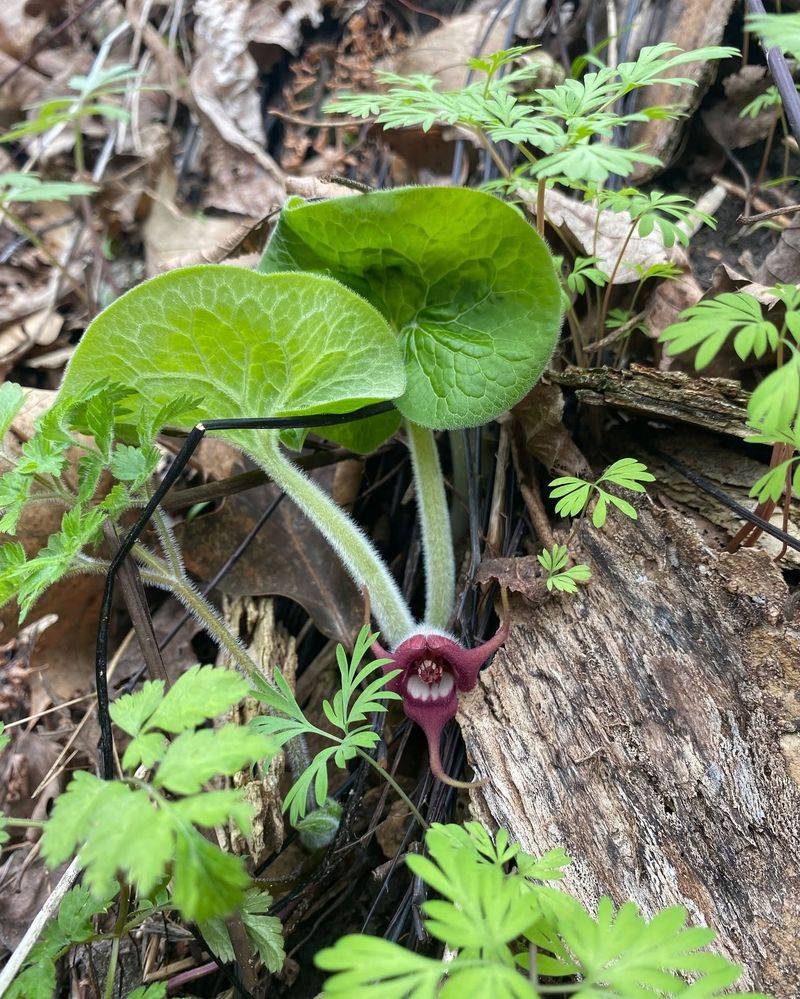 Wild Ginger (Asarum Canadense)