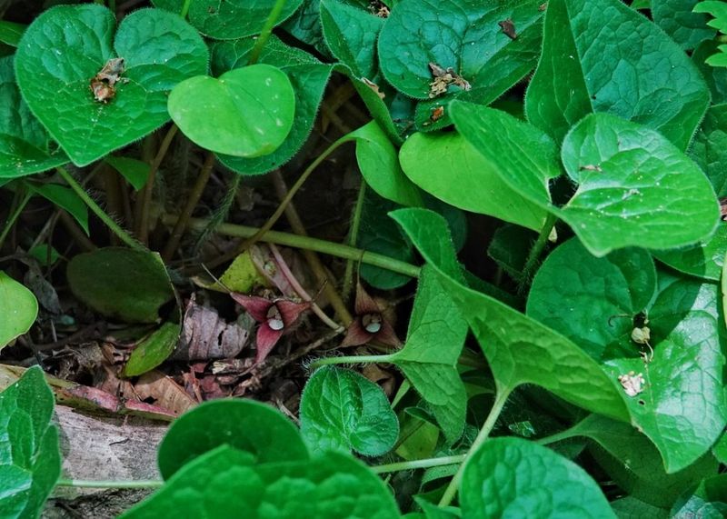 Wild Ginger Forms A Native Groundcover