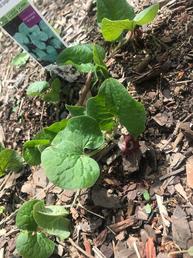 Wild Ginger Spreads Easily In Moist Shade