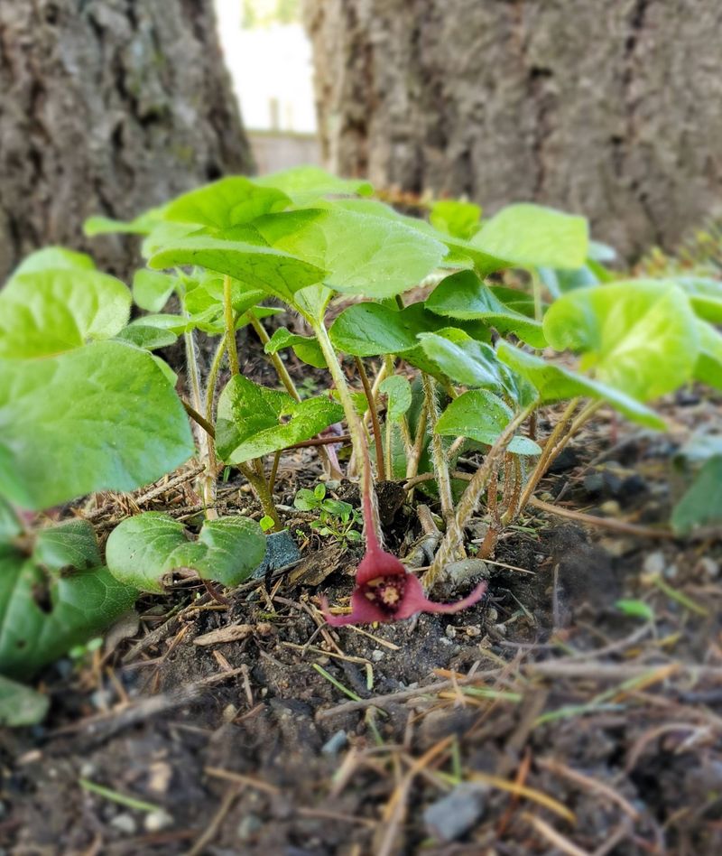Wild Ginger Suits Native Plant Beds