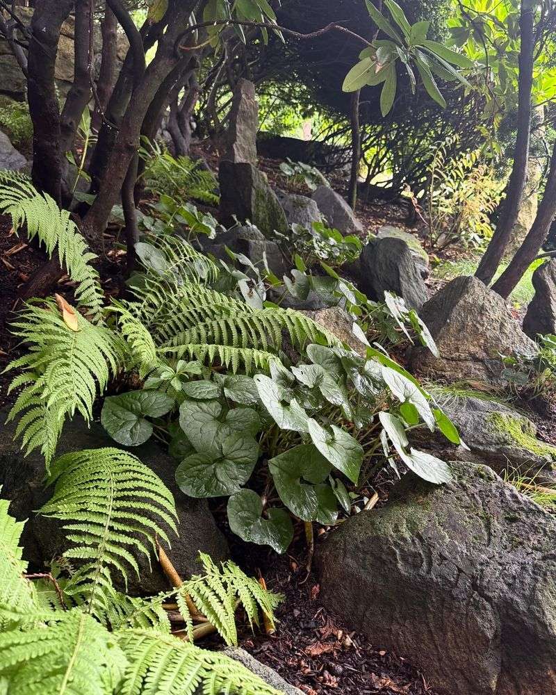 Wild Ginger Thrives In Shady Areas Beneath Trees Wild Ginger Thrives In Shady Areas Beneath Trees