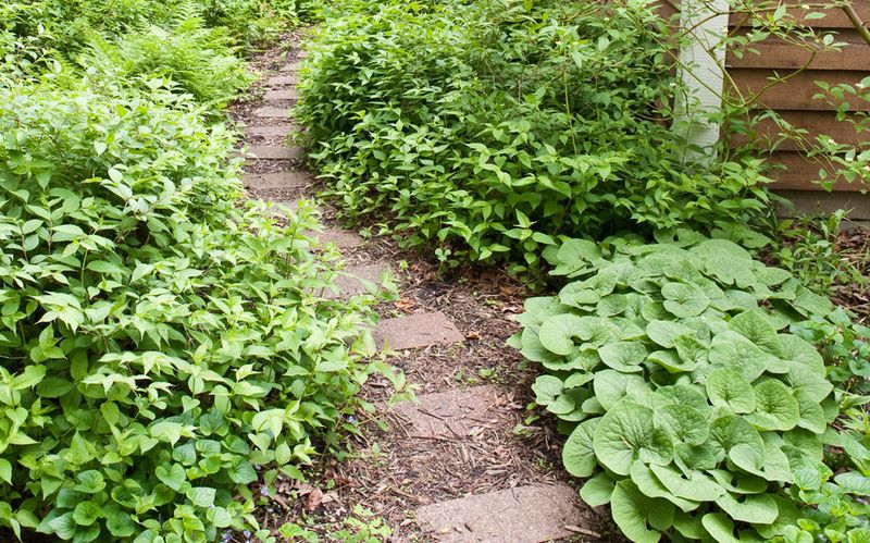 Wild Ginger Works Well Along Woodland Paths And Borders Wild Ginger Works Well Along Woodland Paths And Borders