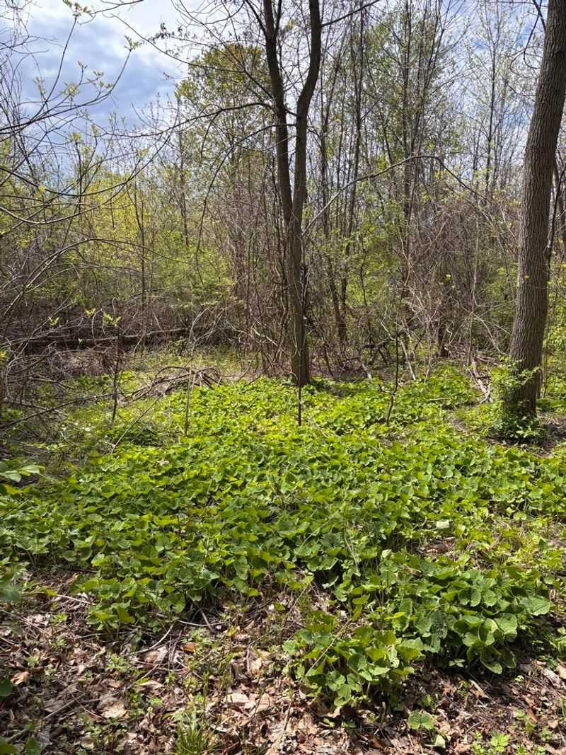Wild Ginger's Dense Growth Leaves Less Room For Weeds Wild Ginger's Dense Growth Leaves Less Room For Weeds