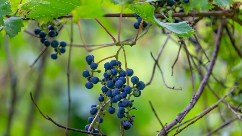 Wild Grapevine 