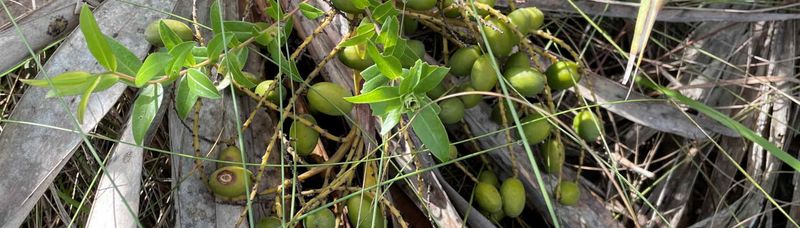 Wild Harvesting Sparked A Real Conservation Fight