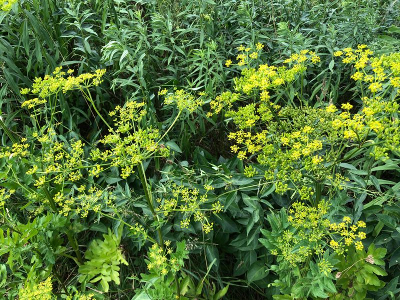 Wild Parsnip Deserves Gloves And Long Sleeves
