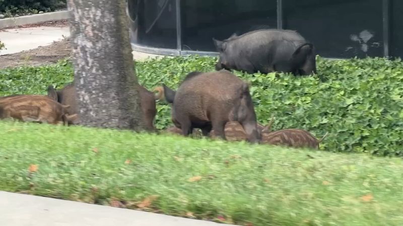 Wild Pigs Are Usually Searching For Food Wild Pigs Are Usually Searching For Food