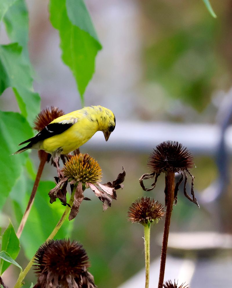 Wild Seed Supplies Start Running Thin Wild Seed Supplies Start Running Thin
