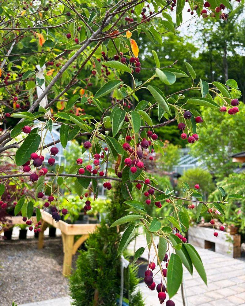 Wild Serviceberry Wild Serviceberry