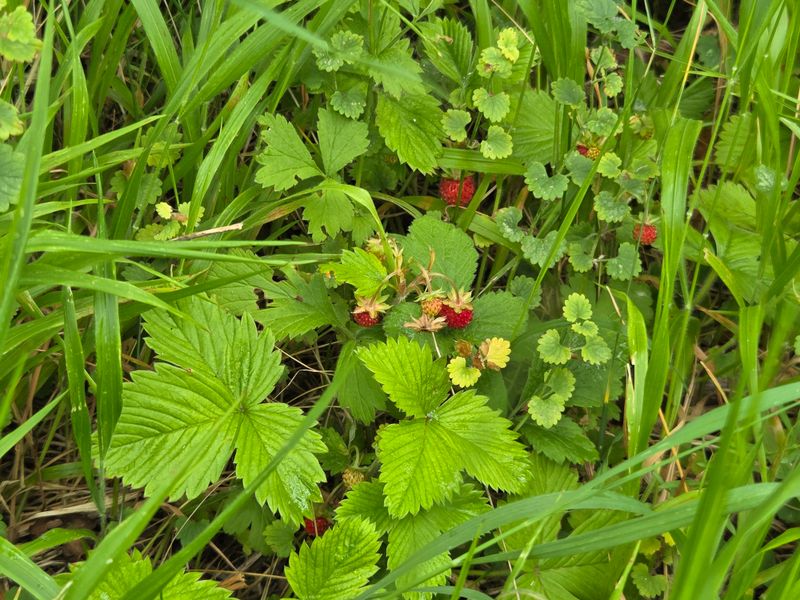 Wild Strawberry Runs Across Sunny Patches