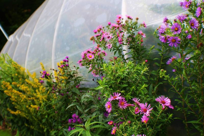 Wild Things Rescue Nursery Wild Things Rescue Nursery