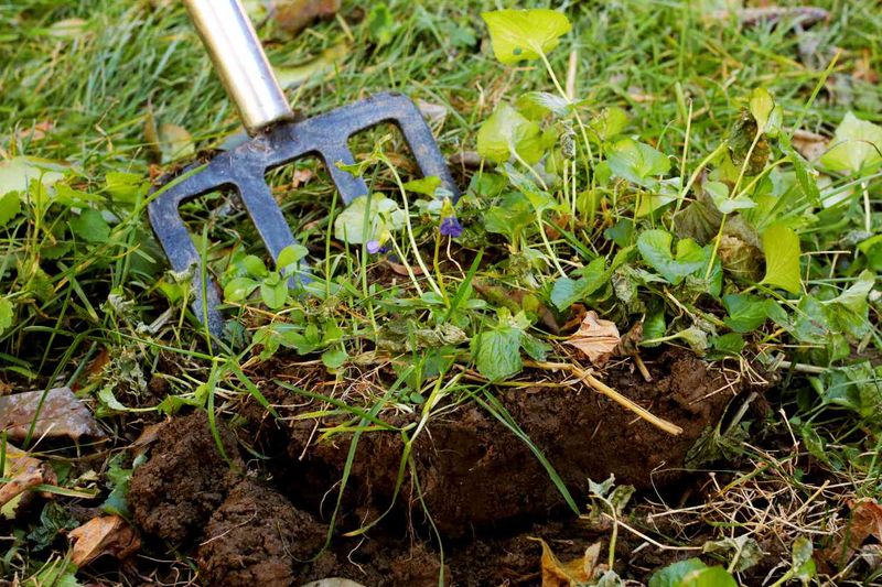 Wild Violets Grow From Thick Underground Rhizomes