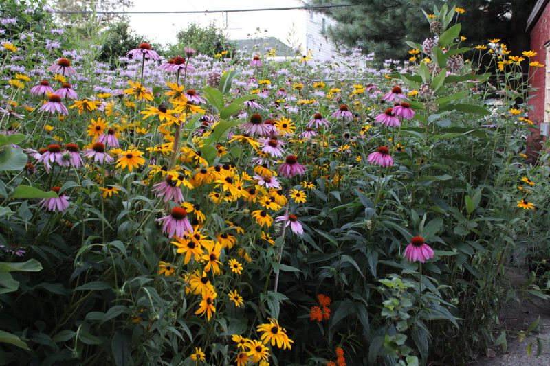 Wildflower Seeds That Need Winter's Chill Wildflower Seeds That Need Winter's Chill