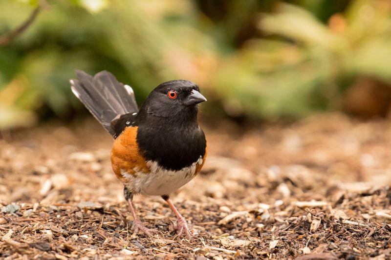 Wildlife Benefits Extend Through Winter Wildlife Benefits Extend Through Winter
