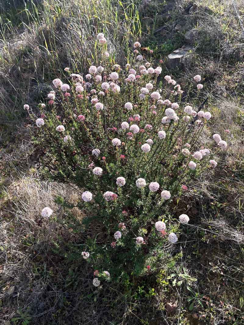 Wildlife Benefits From Native Ground Layers
