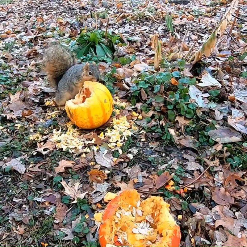 Wildlife Chew Pumpkins Left Outside Wildlife Chew Pumpkins Left Outside