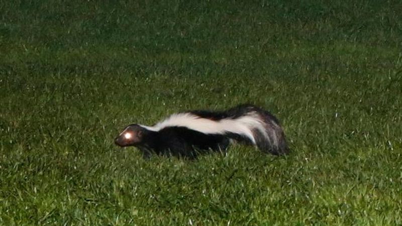 Wildlife Digging Can Create Bigger Problems Than The Pest Below