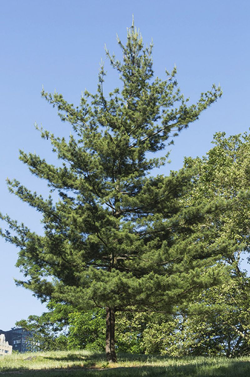 Wildlife Finds A Home As The Branches Fill Out