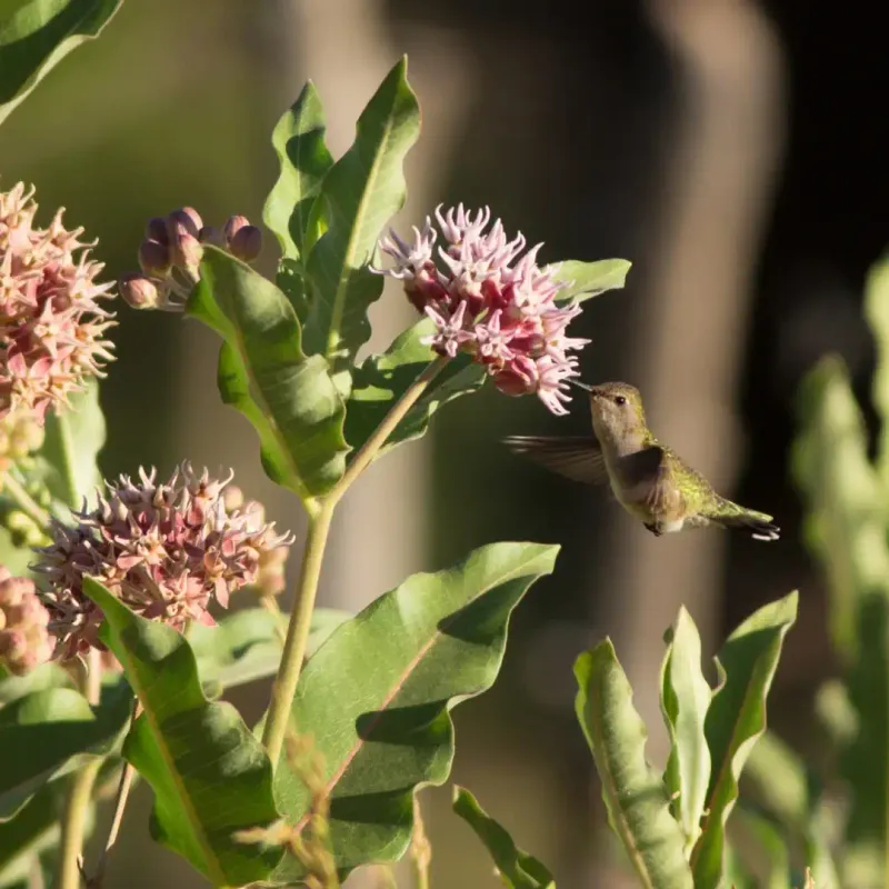 Wildlife Support Is A Growing Priority