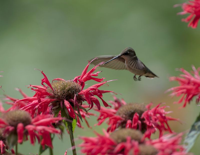Wildlife That Shows Up For The Blooms Wildlife That Shows Up For The Blooms