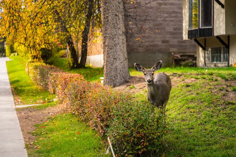 Wildlife Traffic Spreads Them Around The Neighborhood